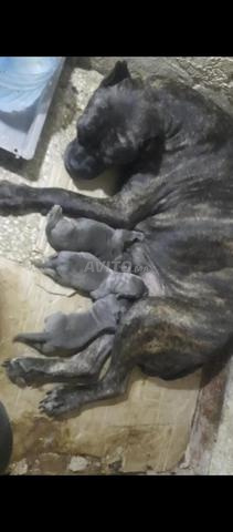Chiots Cane Corso bien - 2