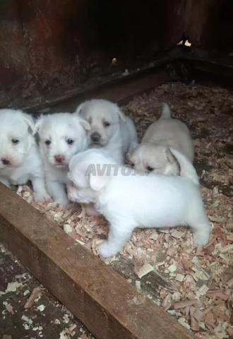 Chiot Bichon Maltais pure race - 2
