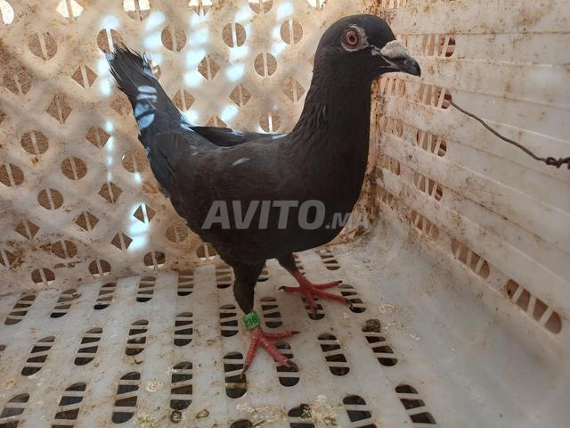 Pigeon à vendre - 2