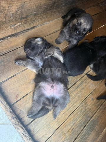 Chiots Berger Allemand Royal - 2