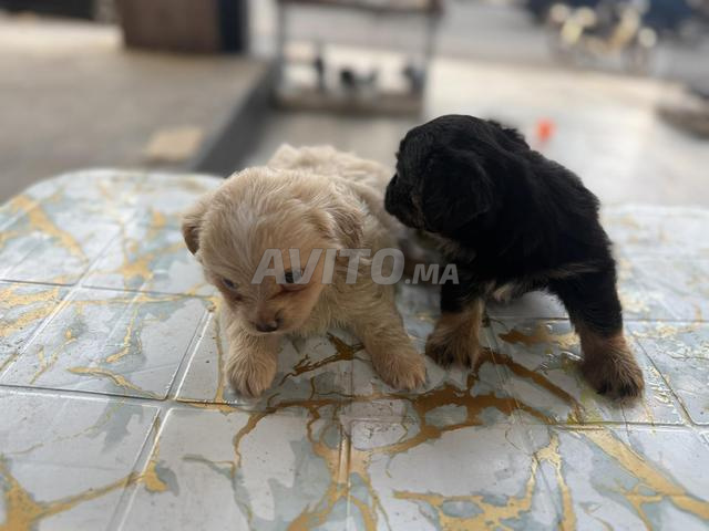Chiot Pékinois