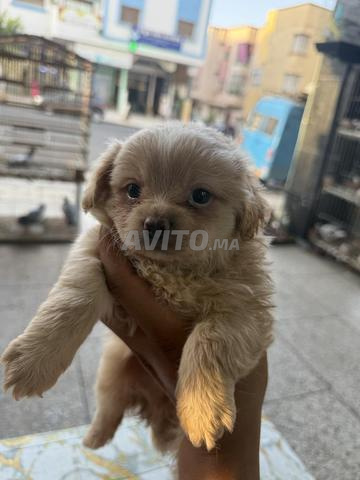Chiot Pékinois - 2