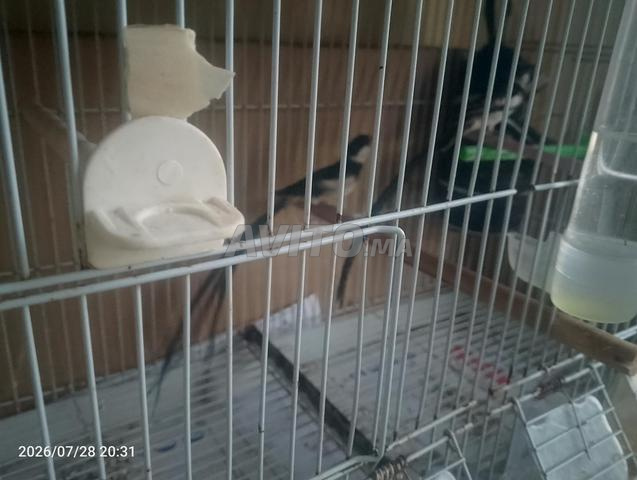 2 oiseaux Dyl El Tawil - 2