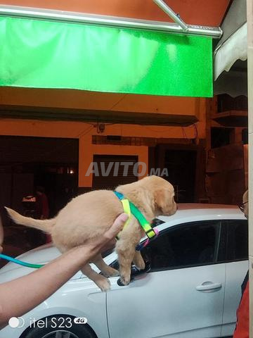 Labrador retriever gold - 2