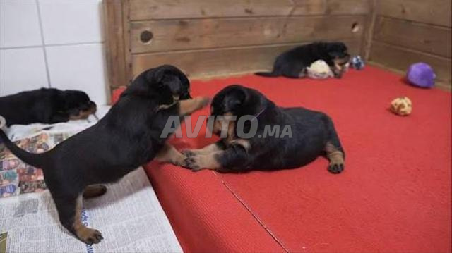 Chiot chiot Rottweiler - 2