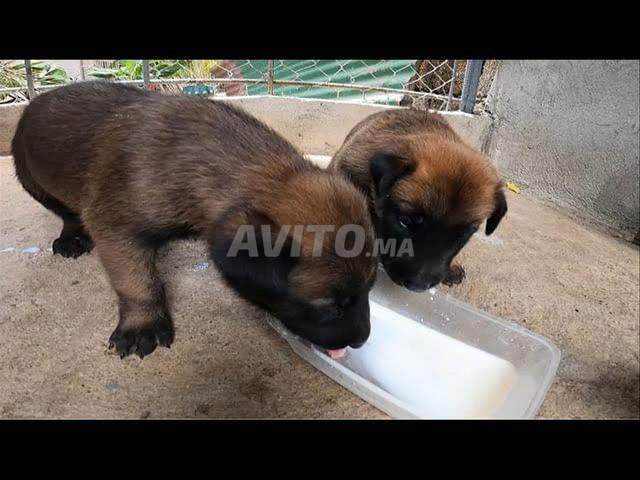 Bébé Malinois charbonné disponible - 2