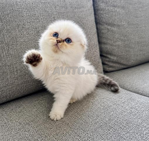 Chatons Scottish Highland Fold femelle - 2