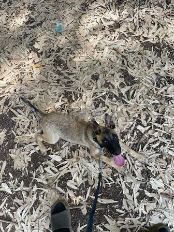 Malinois 3 mois - 2