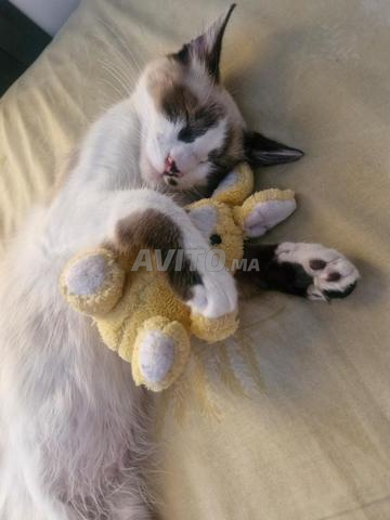 Chatte siamoise 6 mois vaccinée avec son carnet - 2