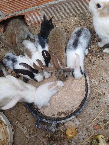 Lapins à vendre, prix raisonnable pour manger ou gagner