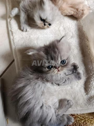 Chatons persans de pure race - 2