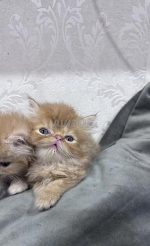 Chat persan mâle