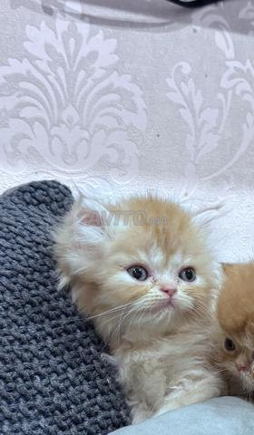 Chatte persane femelle