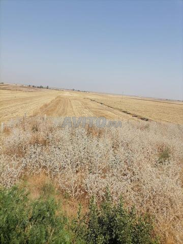 مزرعة في طريق الكارة - 2