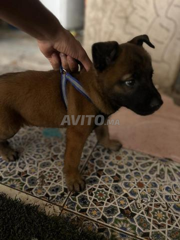 Malinois 2 ans vaccinés - 2
