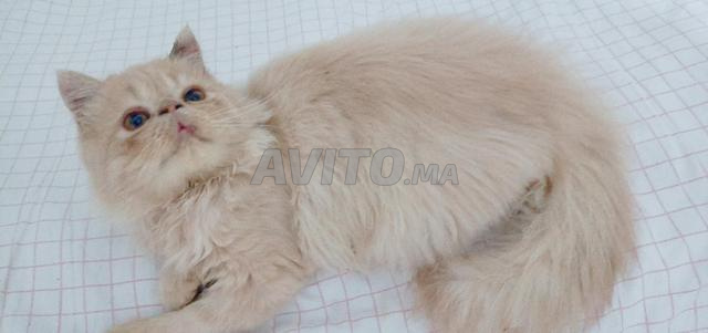 Chat persan