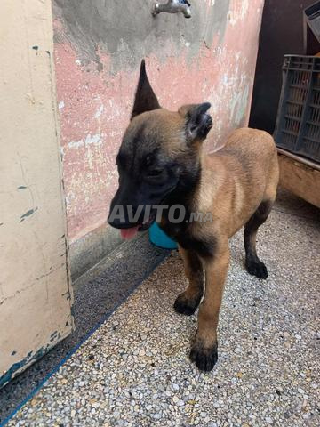 Femelle malinois - 2