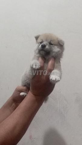Shiba Inu - 2