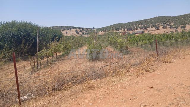أرض جاهزة للاستثمار الفلاحي للبيع - 2