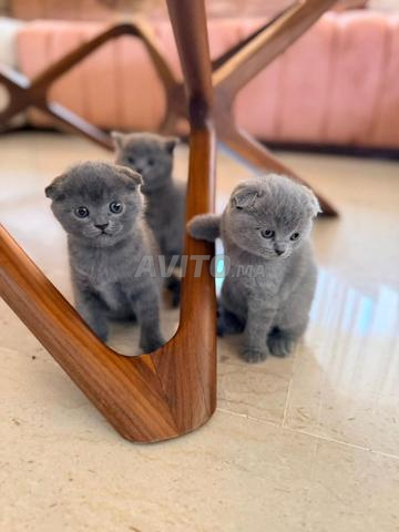 Scottish Fold mâle et femelle - 2