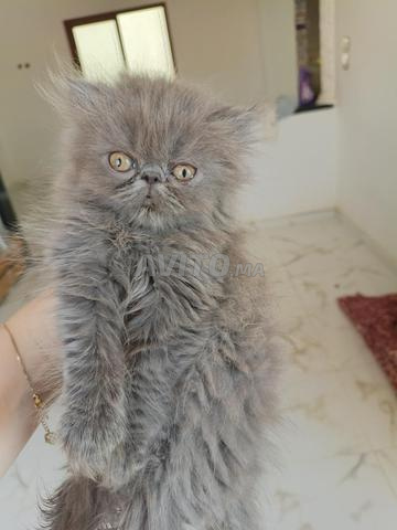 Chat persan