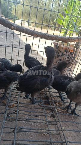 كتاكيت أيام سيماني Ayam Cemani - 2