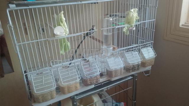 3 oiseaux avec grande cage - 2