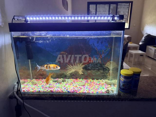 Aquarium à vendre - 2