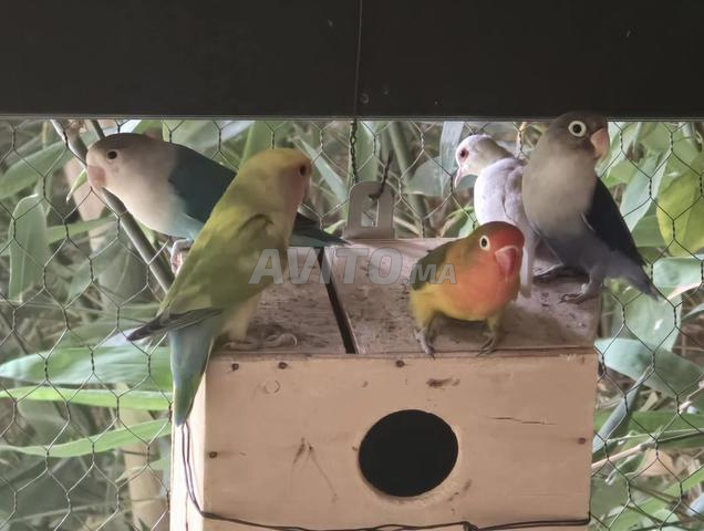 بيع جماعي 31 طائرًا