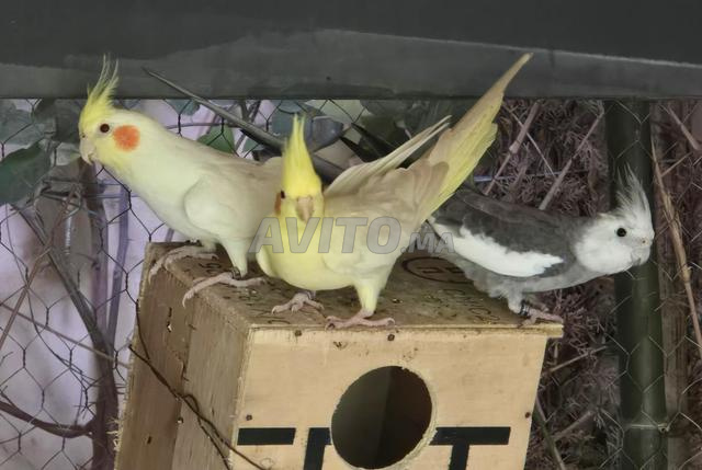 بيع جماعي 31 طائرًا
