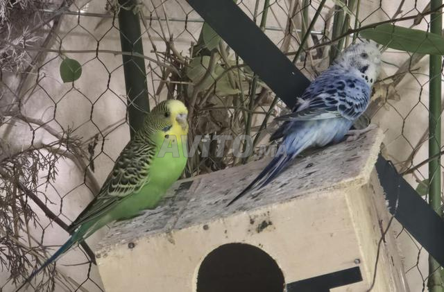 بيع جماعي 31 طائرًا