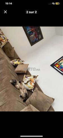 Chatte siamoise - 2