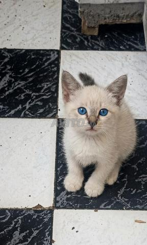 Chat Siamois Classique - 2