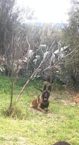 2 chiots Laarass top - 2