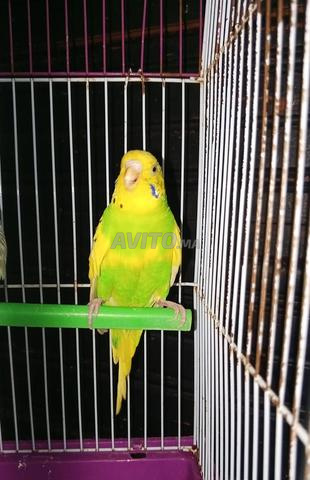 🐦 زوج بادجي للبيع - ذكر وأنثى - 2