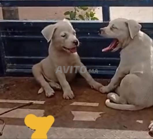 جِراء دوغ أرجنتينو - 2