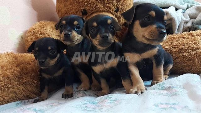 Pinscher pure race - 2