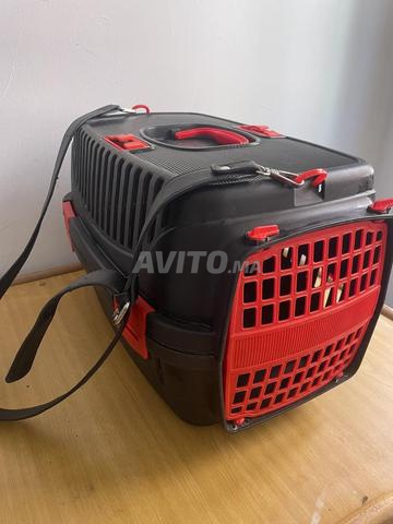 Cage de transport pour chats 🐱 - 2