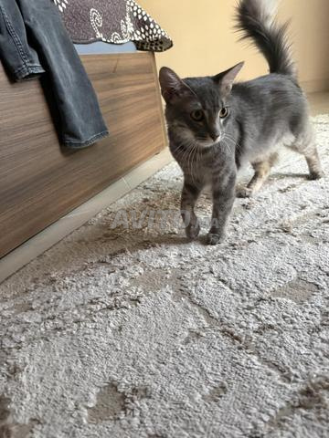Chat mâle vacciné gratuit pour adoption - 2