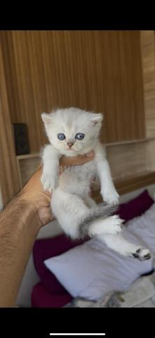 Scottish Fold/Straight - 2