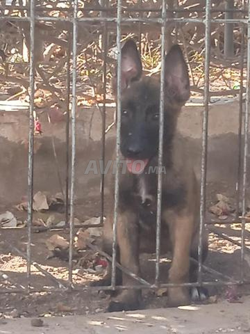 Chiots malinois - 2