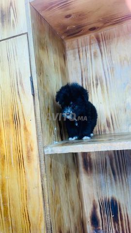 Bichon nain reste en petite taille (max 3kg)