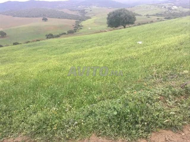 🌿 أرض للبيع بين طنجة وتطوان - 2