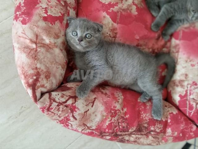 Scottish Fold - 2
