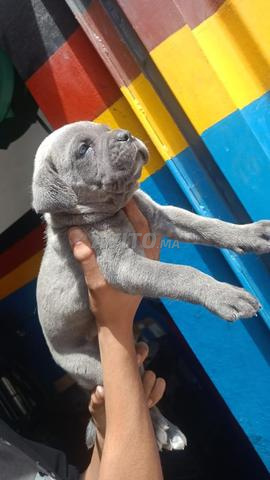 Cane Corso - 2