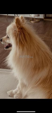 Spitz nain 2 ans, castré vacciné - 2
