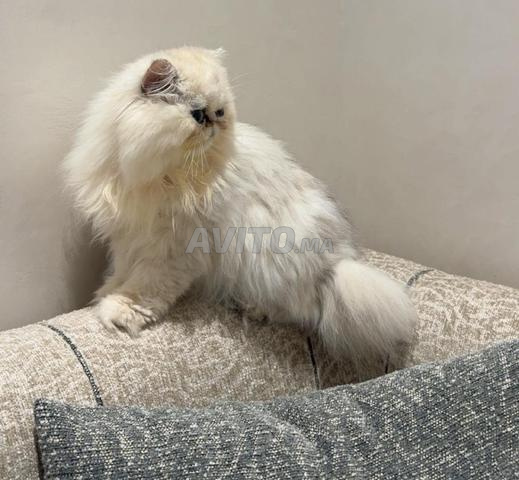 Chat Persan Chinchilla - 2