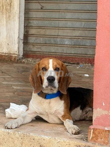 Mâle Beagle