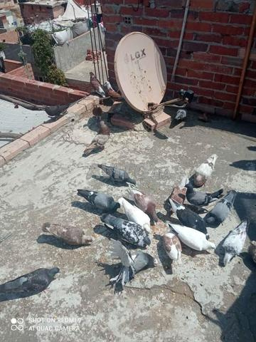 Pigeons variés à vendre - 2
