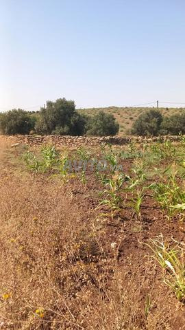 Terrain agricole Safi - 2
